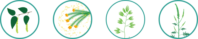 スギ、ヒノキ、シラカバ、イネ、ブタクサなどの花粉