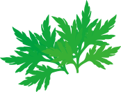 カモガヤ、オオアワガエリ、ブタクサ、ヨモギ