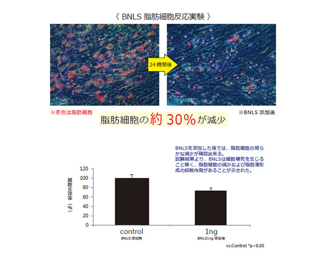 BNLS 脂肪細胞反応実験