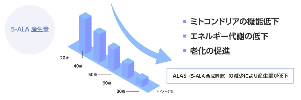 慢性的な疲労感や代謝低下